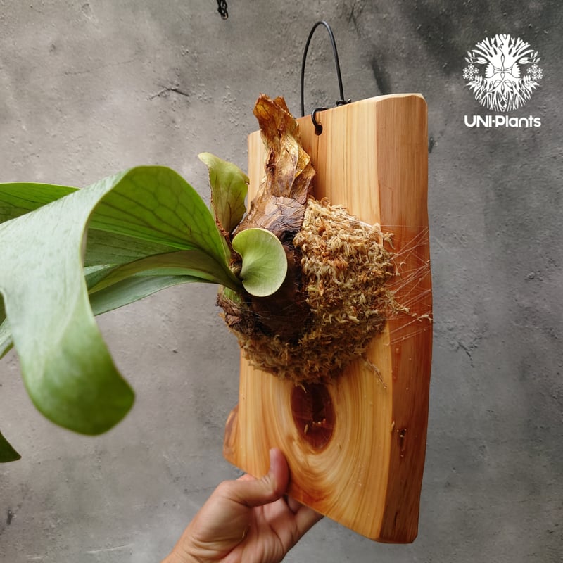 Platycerium silver salmon (P. hillii × P. willi