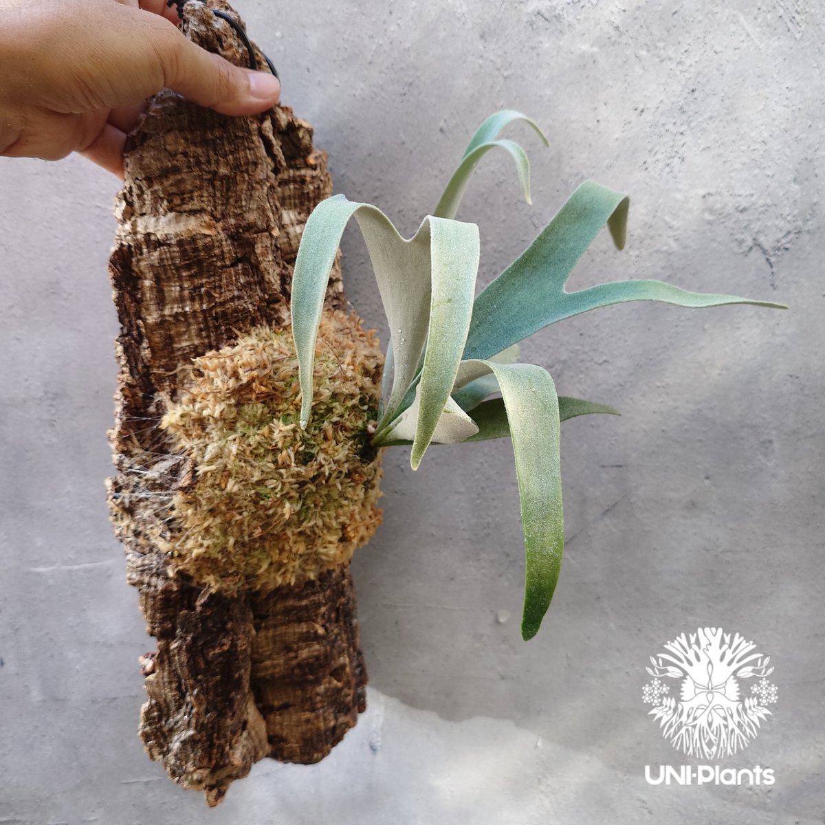 ビカクシダ ベイチー Patycerium veitchii コウモリラン ビカクシダ