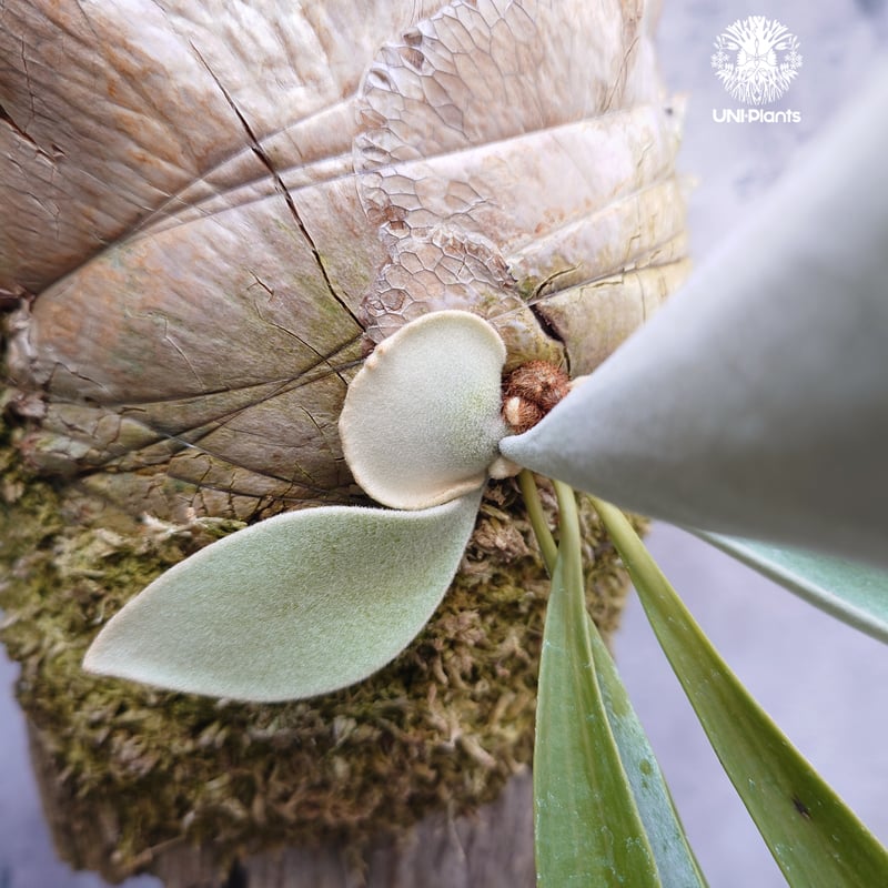 ビカクシダ ベイチー(子株) Platycerium veitchii(pup) コウモリラン