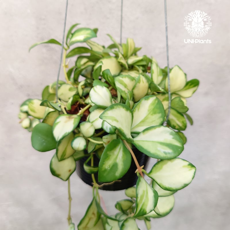 ホヤ ヘウスケリアナ 斑入 花座 大鉢 アクアセル入り ホヤ