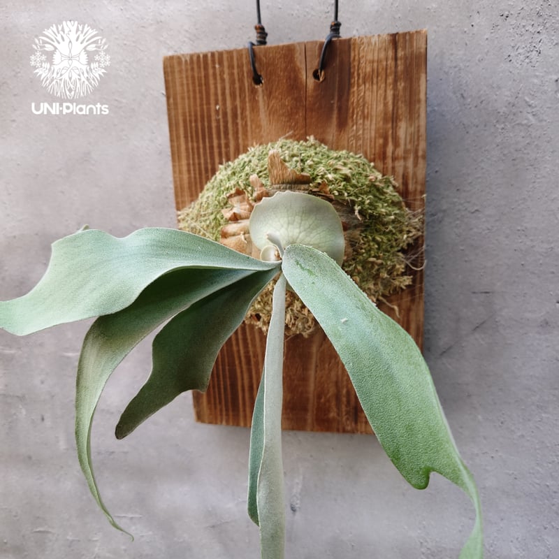 Patycerium veitchii wild（pup）ビカクシダ ベイチー ワイルド ビカ