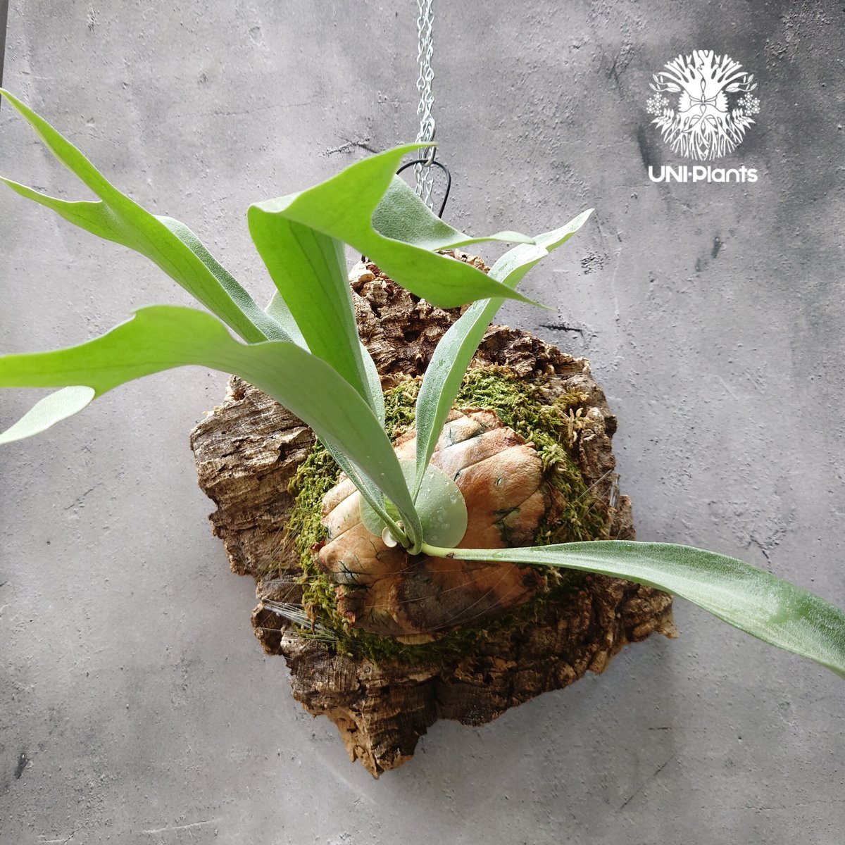 ビカクシダ アルシコルネ Platycerium alcicorne コウモリラン ビカク