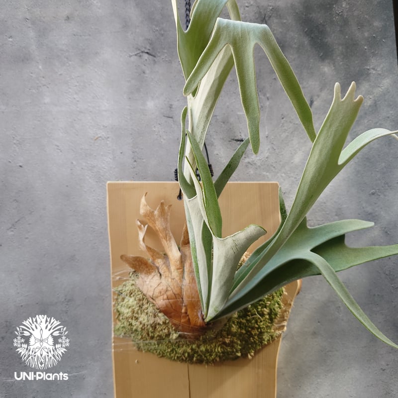 ビカクシダ ベイチー ワイルド Patycerium veitchii wild コウモリラン