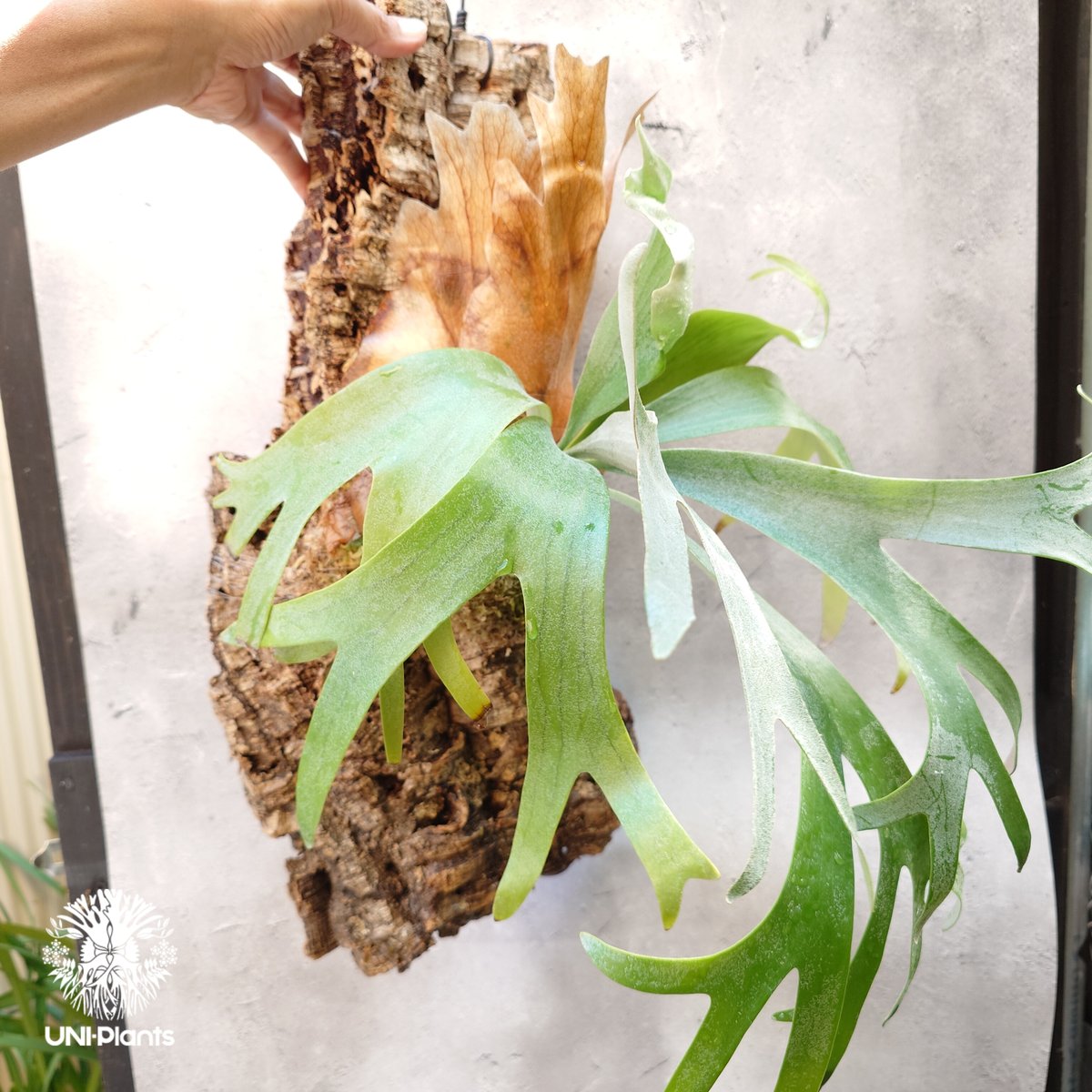 Platycerium Banna #A (pup) ビカクシダ バンナ #A (子株) ビカ