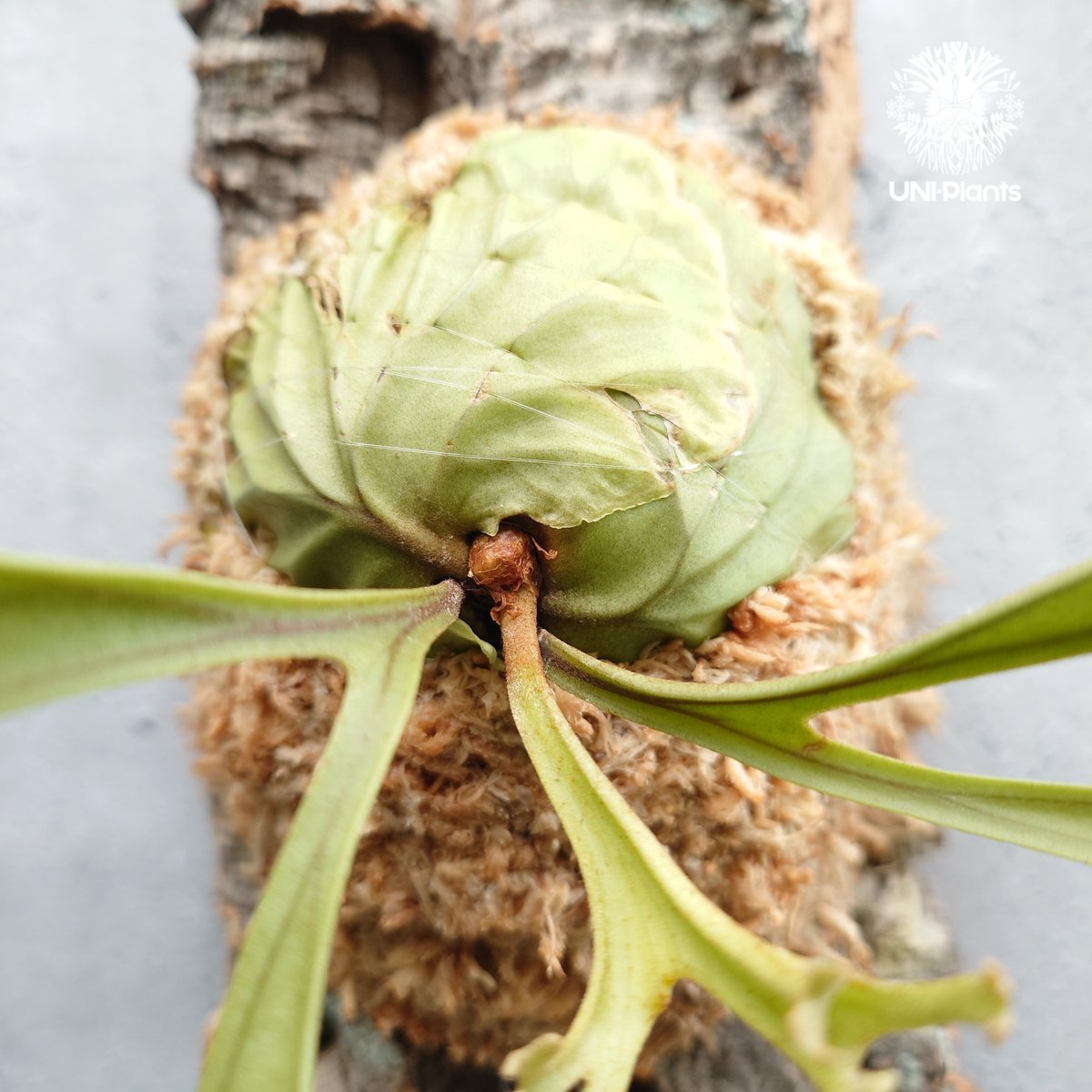 Platycerium ridleyi Pakarang ビカクシダ リドレイ パカラン ビカ