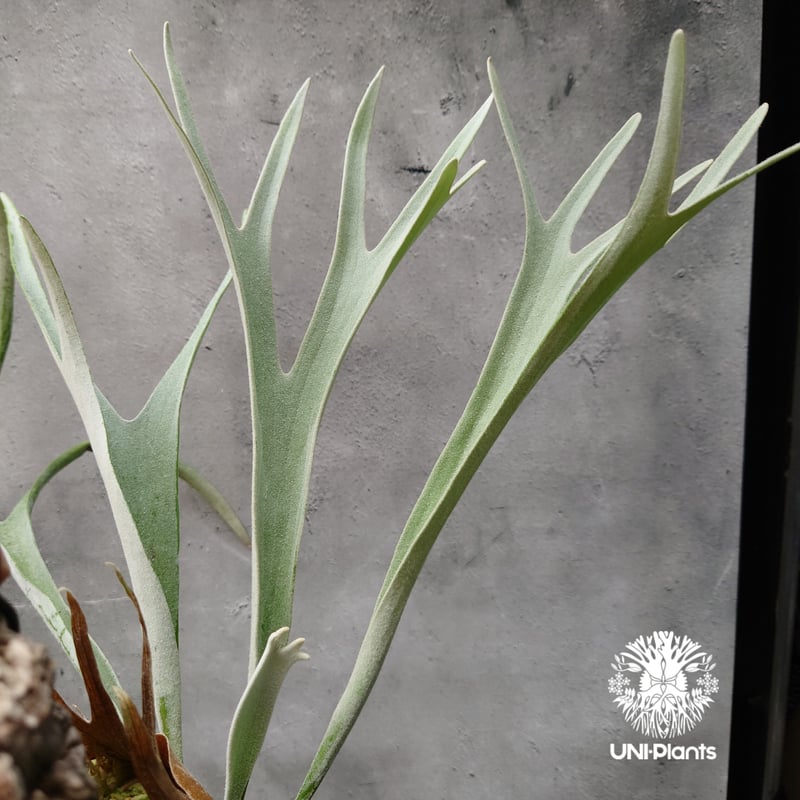 ビカクシダ ベイチー Platycerium veitchii コウモリラン ビカクシダ