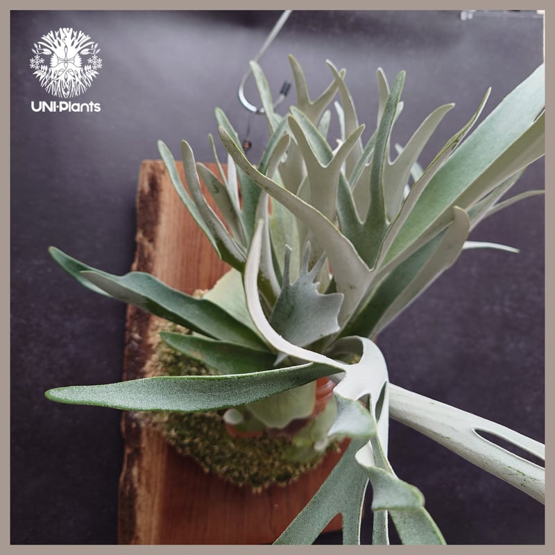 Patycerium veitchii wild ビカクシダ ベイチー ワイルド コウモリラン