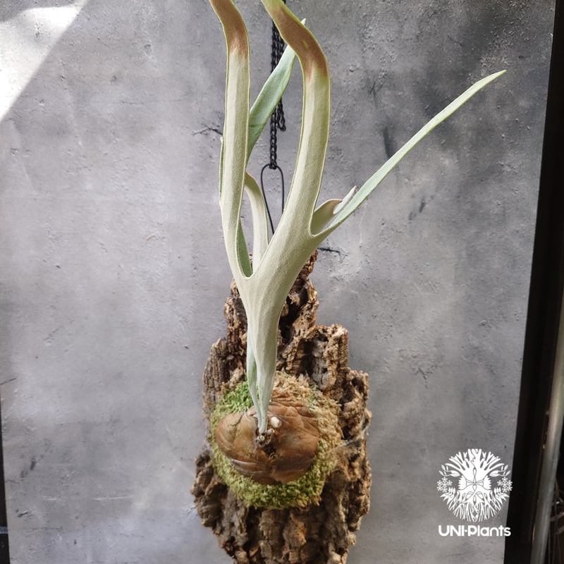 ビカクシダ ベイチー シルバーフロンド Patycerium veitchii cv. Sil