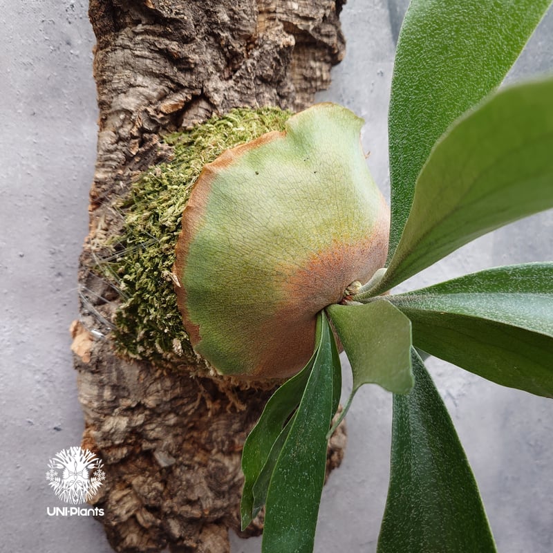 Platycerium sp.(mix spore) ビカクシダ ミックススポア ビカクシダ