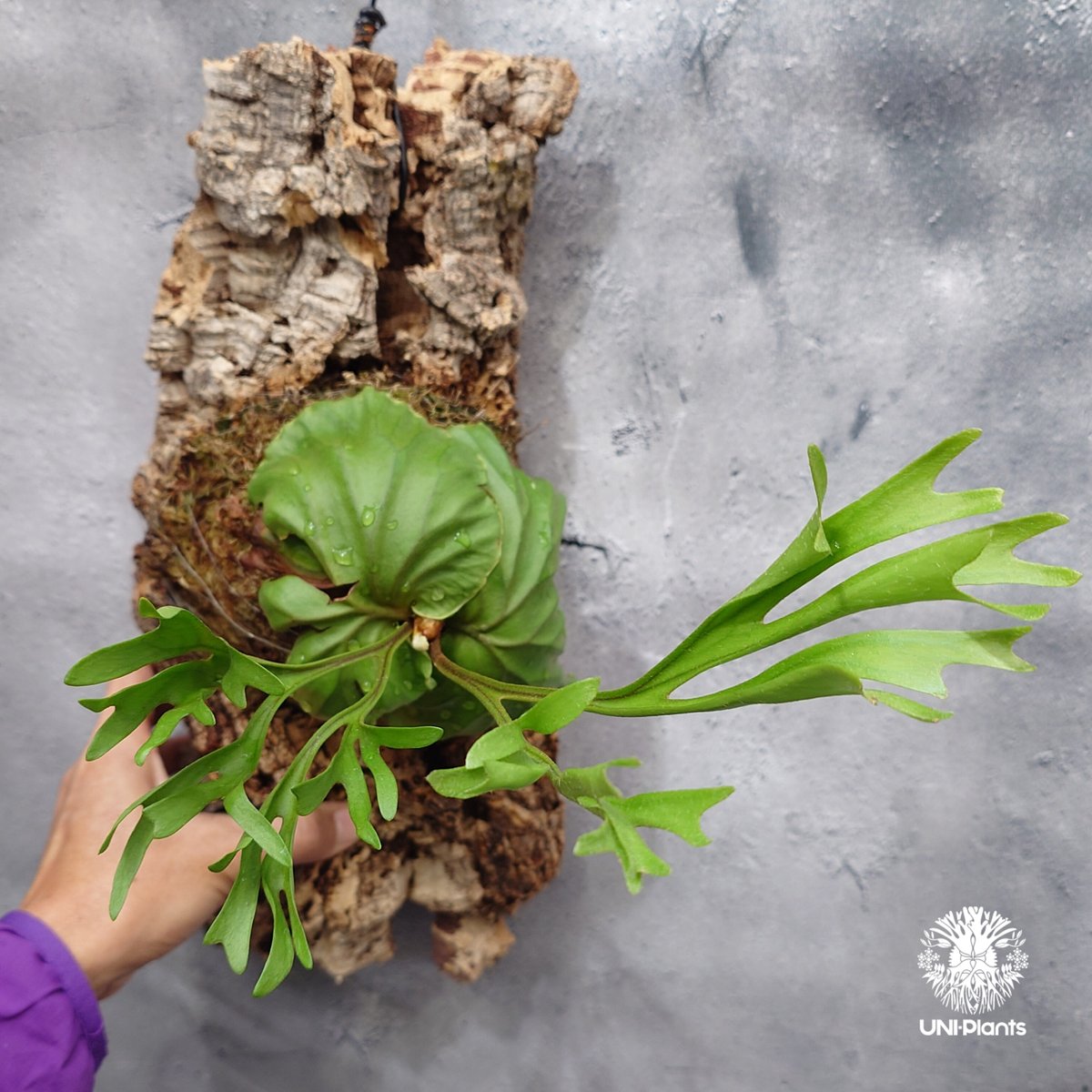 タイ直輸入・現地選抜】ビカクシダ リドレイ パカラン｜希少種