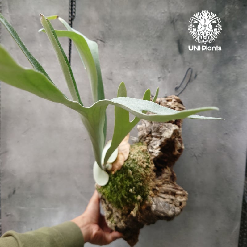 ビカクシダ ベイチー シルバーフロンド Patycerium veitchii cv. Sil