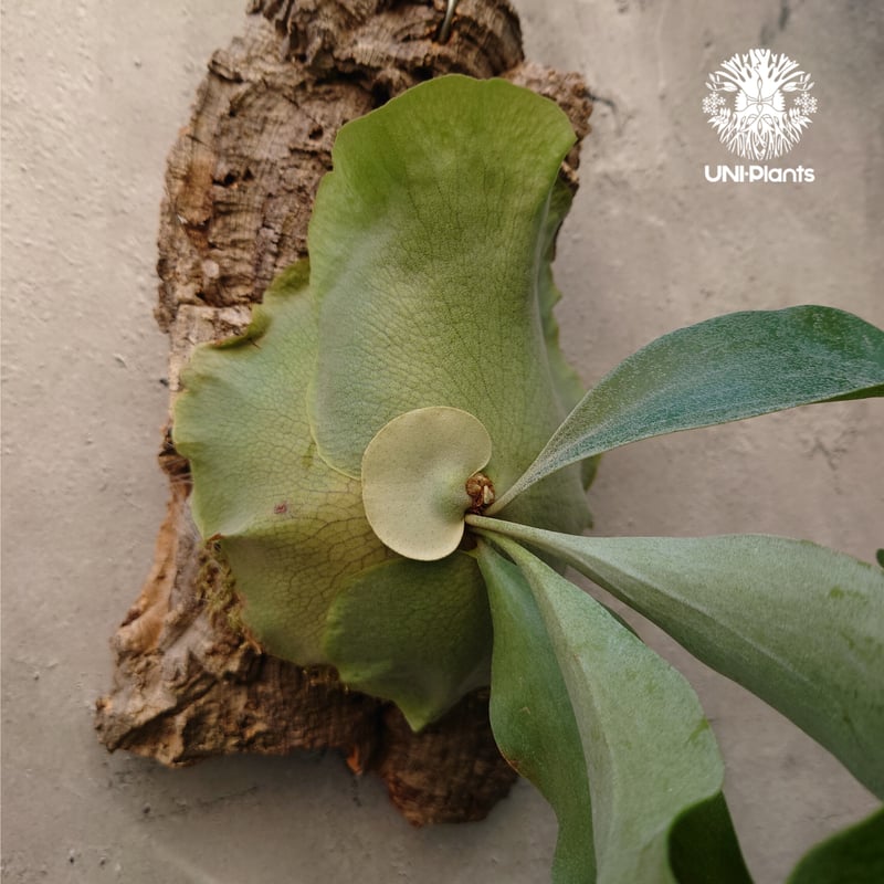 Platycerium hillii cv. Nampu ビカクシダ ヒリー cv. ナンプー