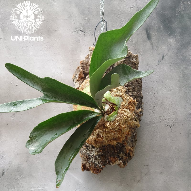 初入荷!ビカクシダ ベイチー シルバーフロンド Patycerium veitchii cv