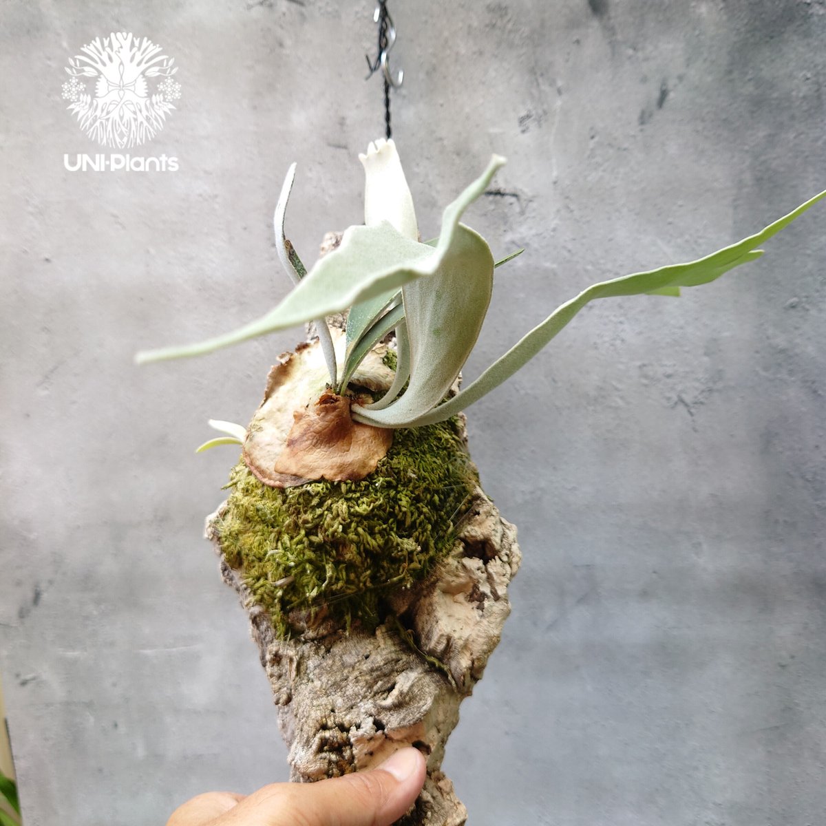 ビカクシダ ベイチー Patycerium veitchii コウモリラン ビカクシダ