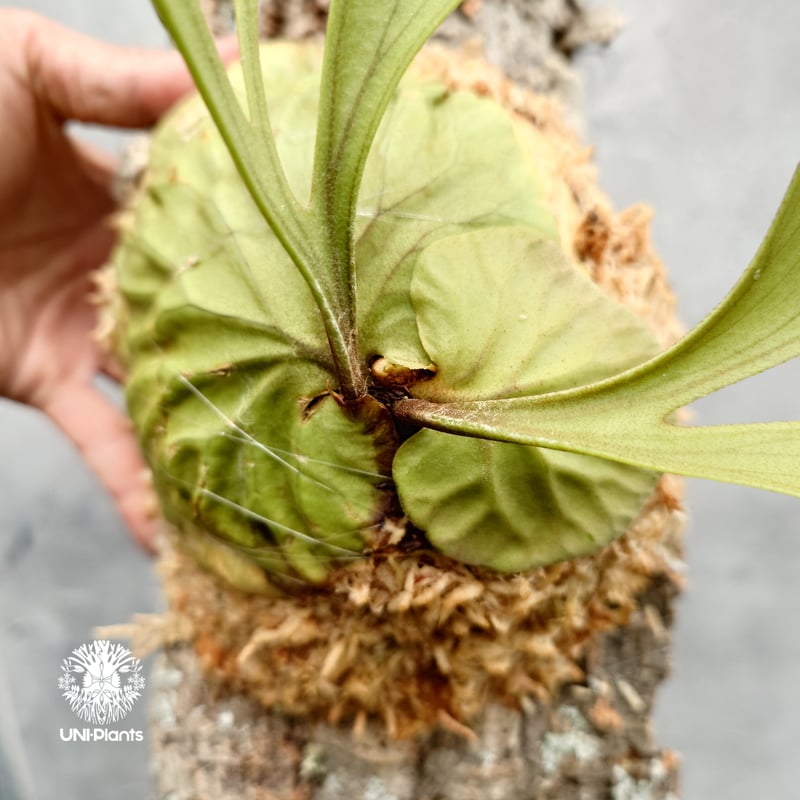 Platycerium ridleyi Pakarang ビカクシダ リドレイ パカラン ビカ