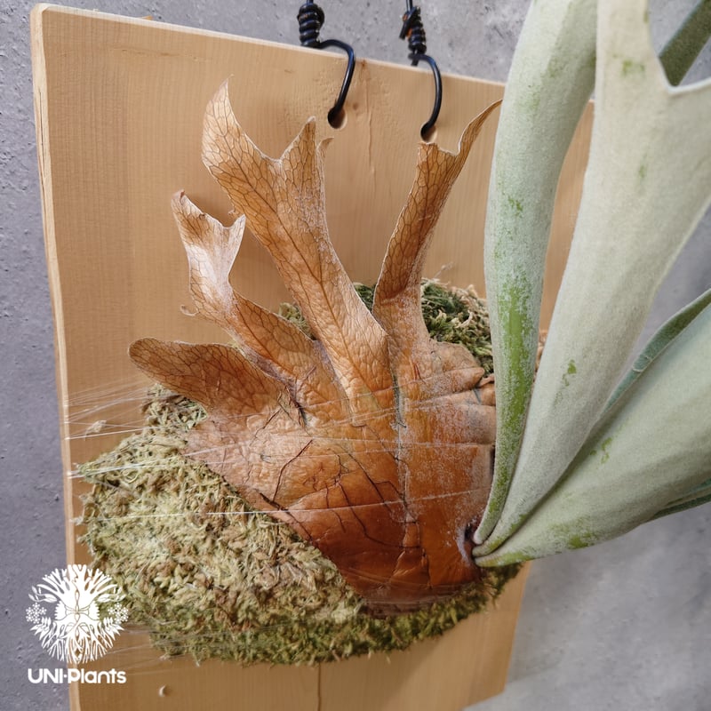 ビカクシダ ベイチー ワイルド Patycerium veitchii wild コウモリラン