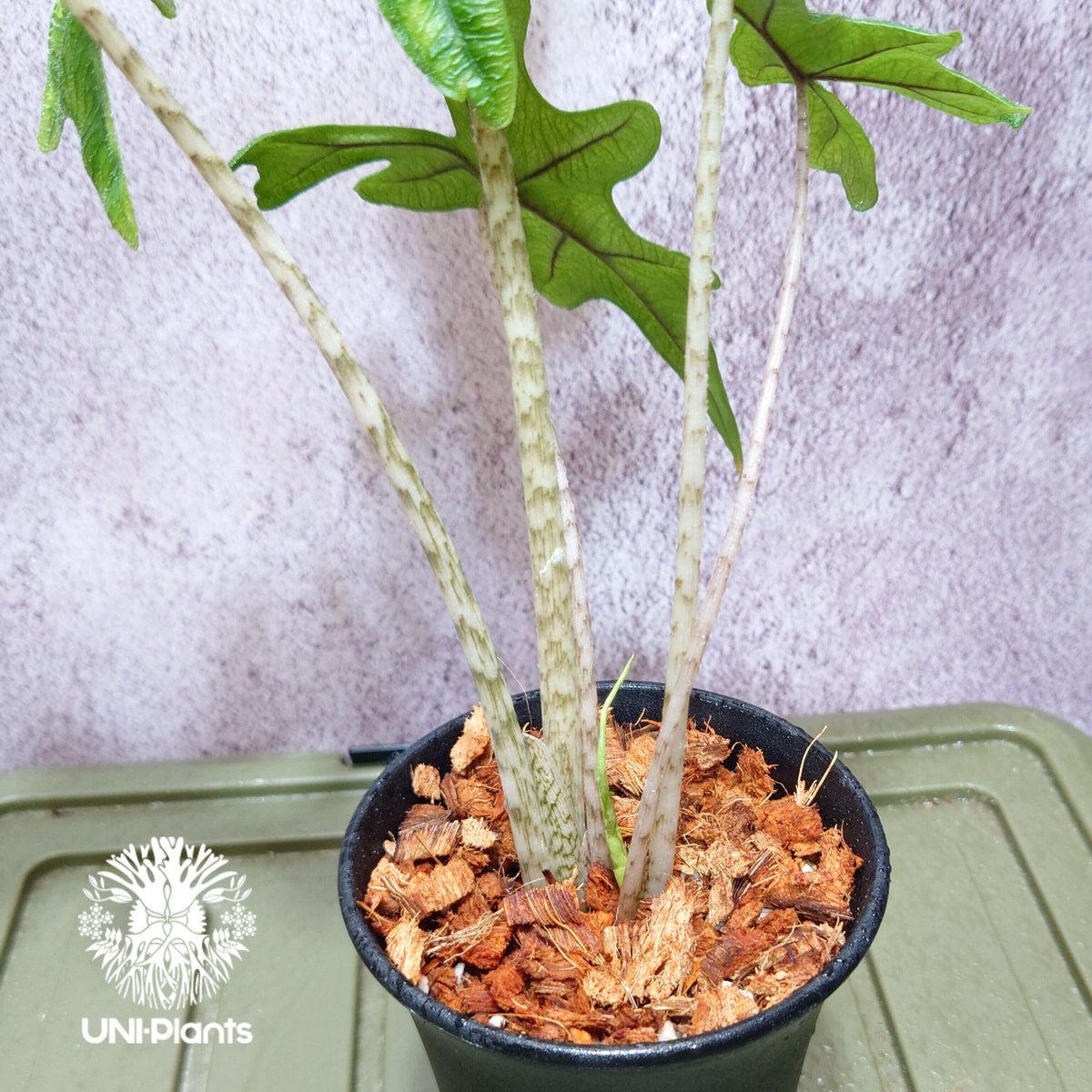 アロカシアジャックリンvar. ハイグレード