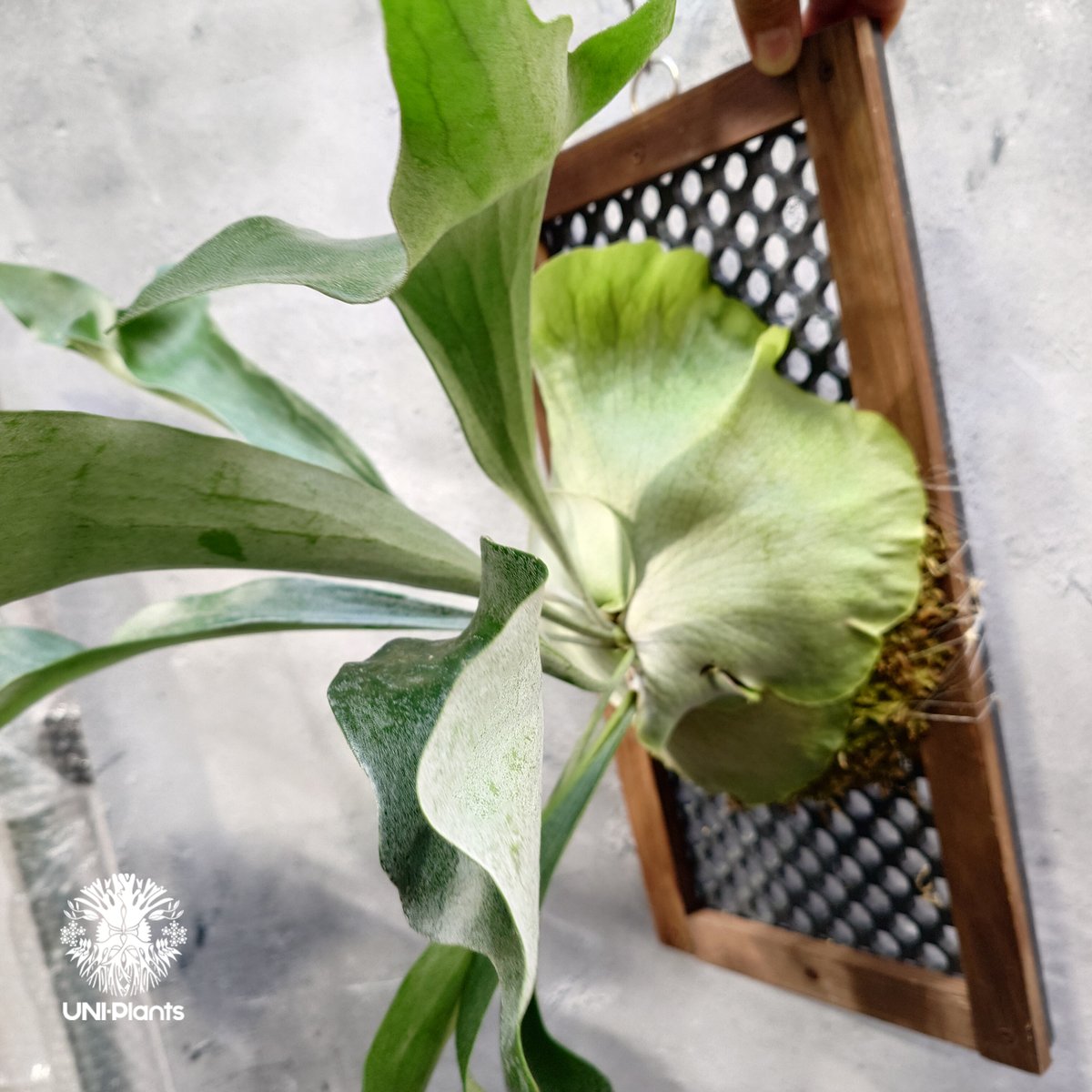 ビカクシダ アルシコルネ Platycerium alcicorne ビカクシダ原種 シダ