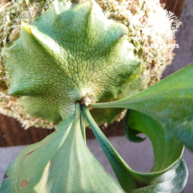 初入荷! ビカクシダ ヒリードラゴン Platycerium hillii cv.Dragon