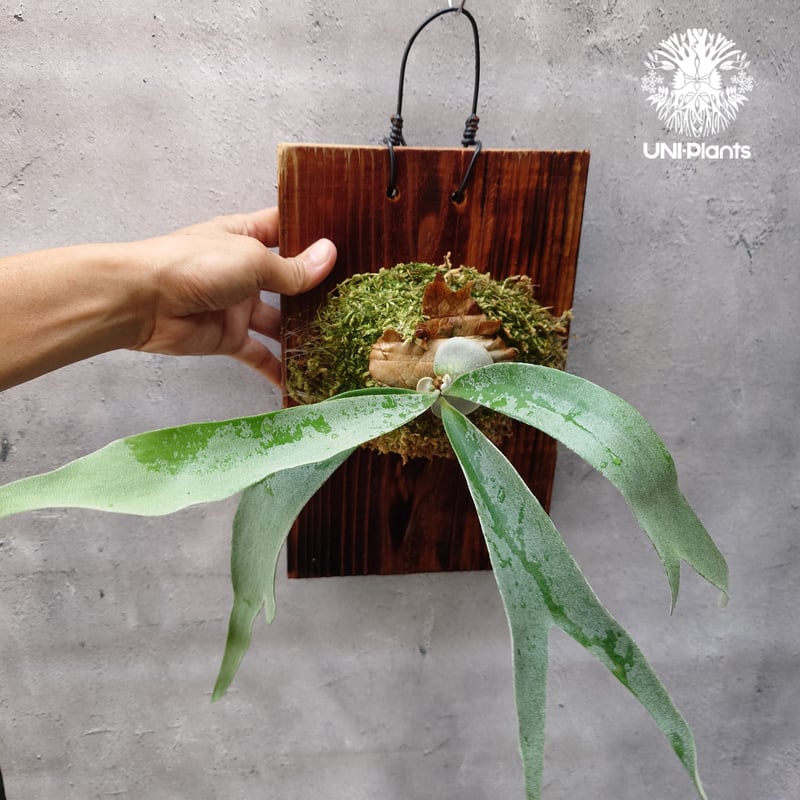 Patycerium veitchii wild（pup）ビカクシダ ベイチー ワイルド ビカ