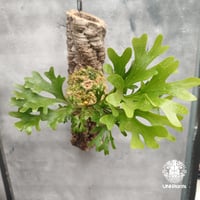 Platycerium willinckii wild East Java (pup) ビカク