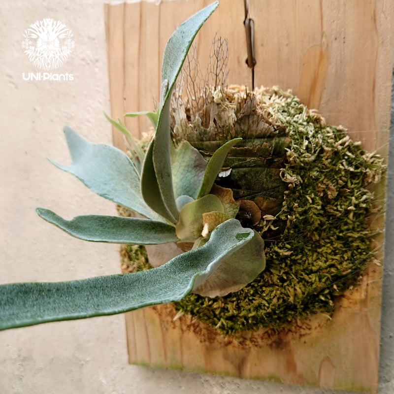 ビカクシダ ベイチー ワイルド Patycerium veitchii wild コウモリラン