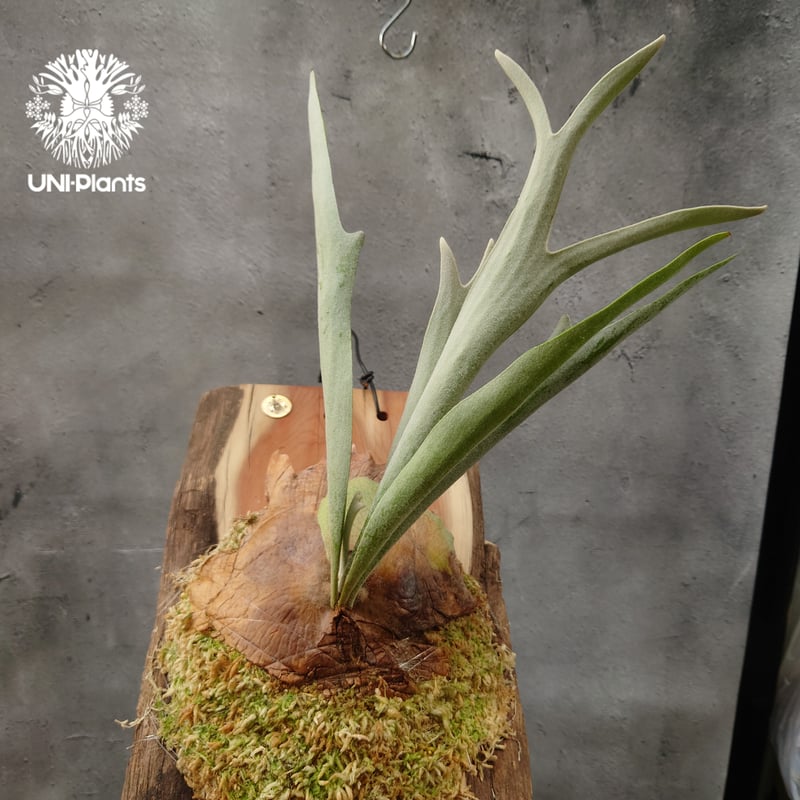 ビカクシダ ベイチー(子株) Platycerium veitchii(pup) コウモリラン