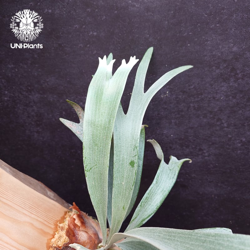 Platycerium White Wing sporeling (P.veitchii x