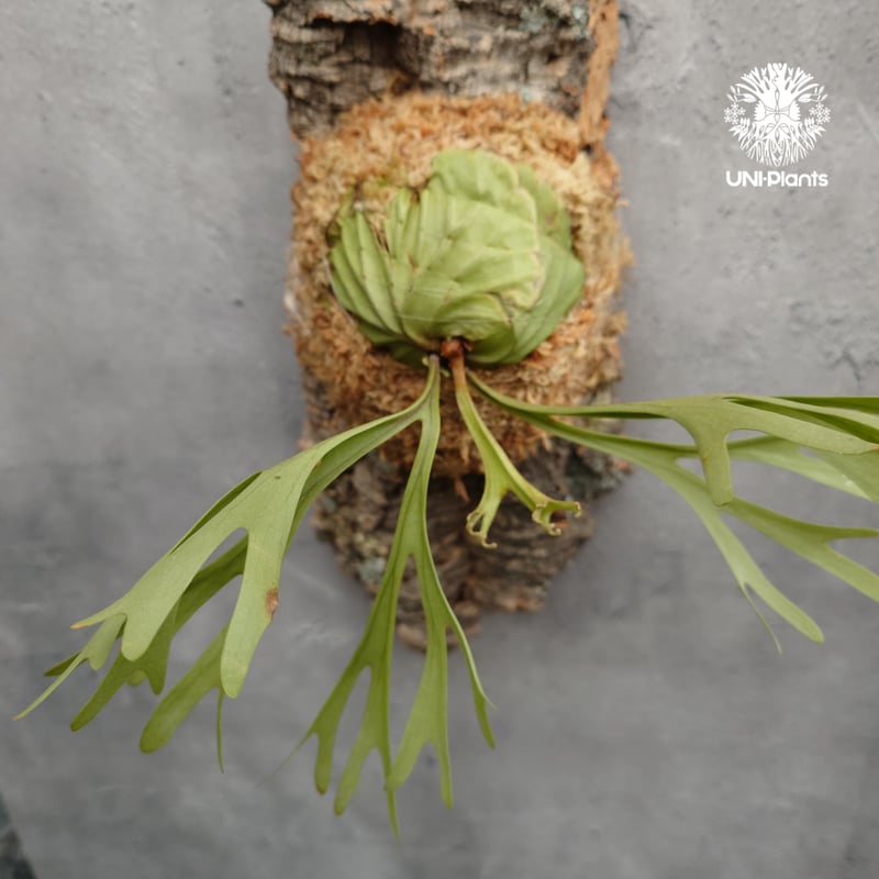 Platycerium ridleyi Pakarang ビカクシダ リドレイ パカラン ビカ