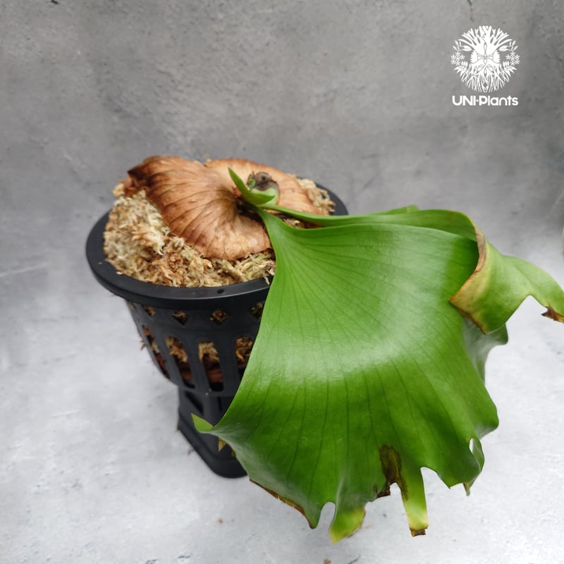 j*o様 【お得な6株セット】ビカクシダ リドレイ＆コロナリウム 各3株