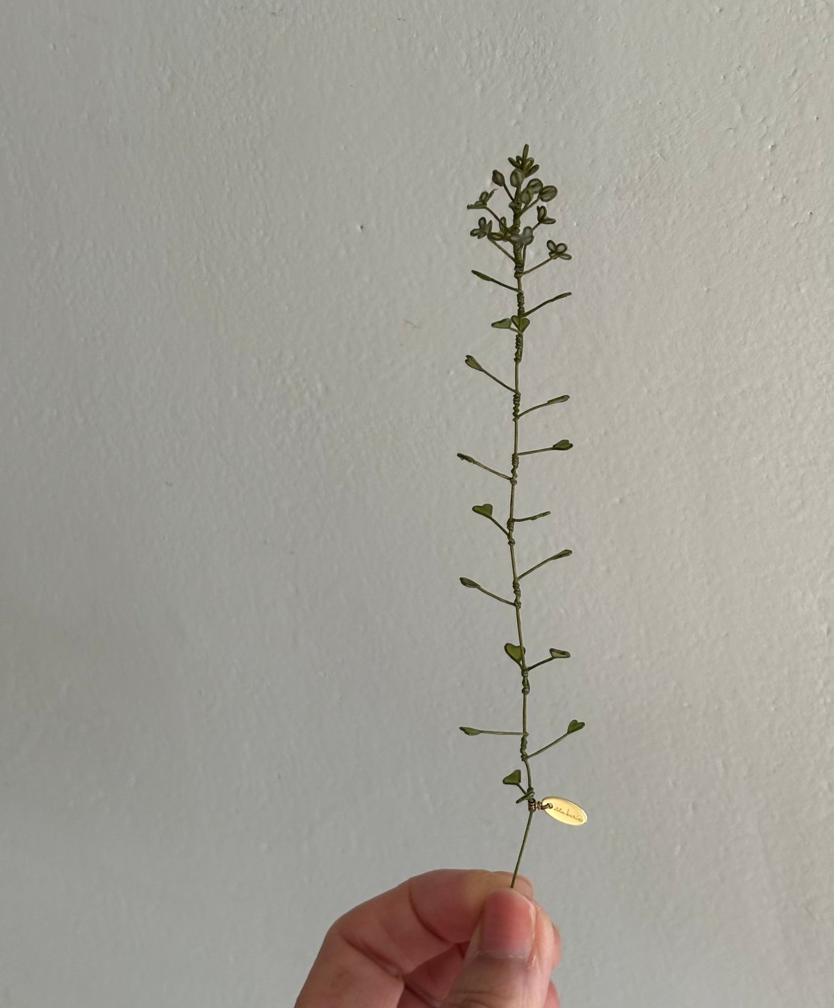 ぺんぺん草 | atelier karin