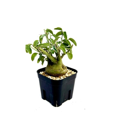 スピノーサ | STORES