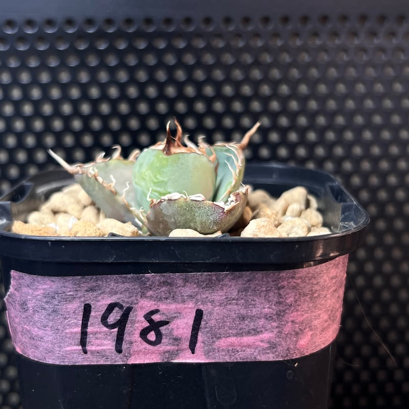 1981】育成株直の子株 発根済み | Miura Farm