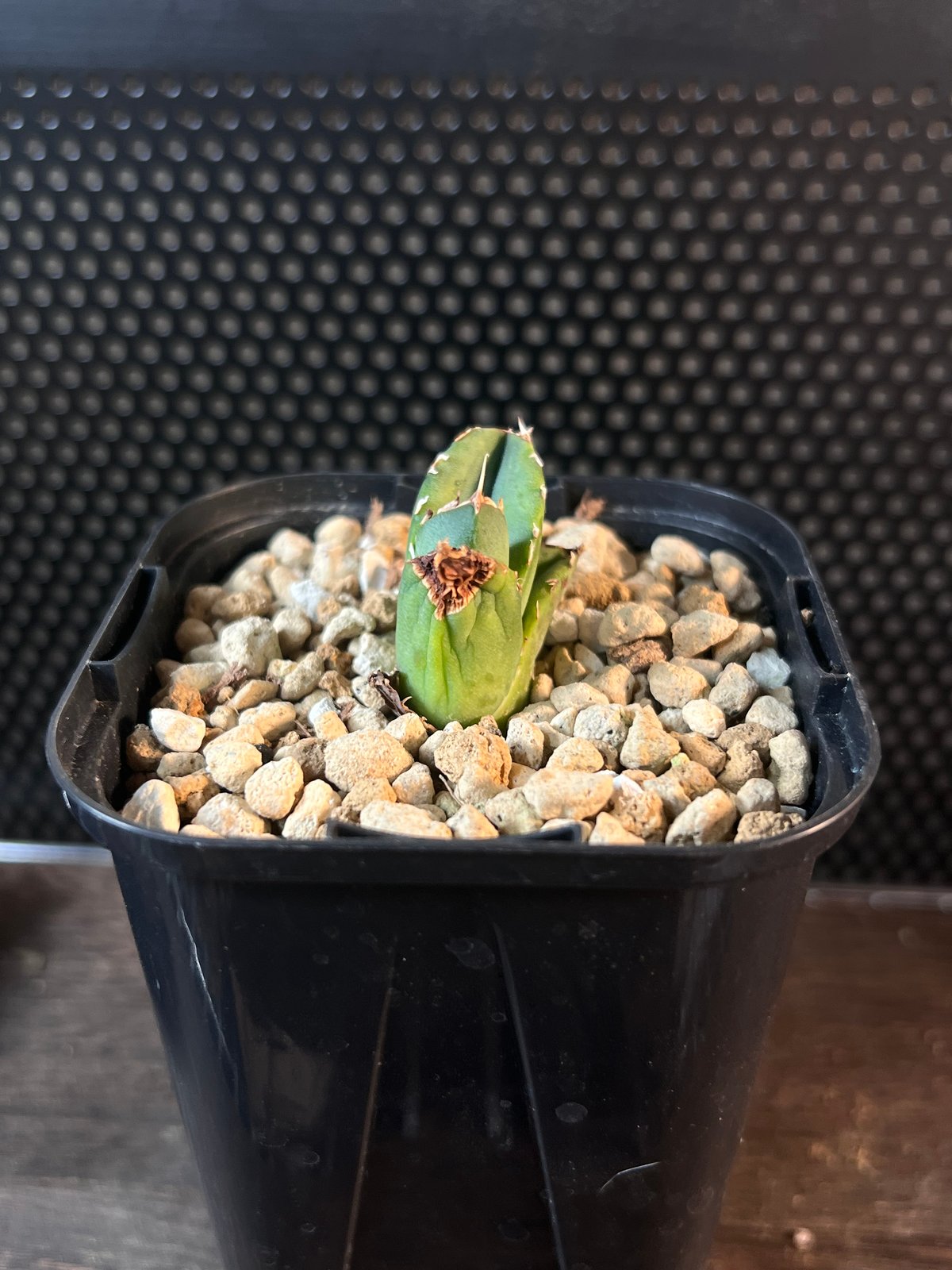 オアハカワイルド子株【MW001】育成株直の子株 | Miura Farm