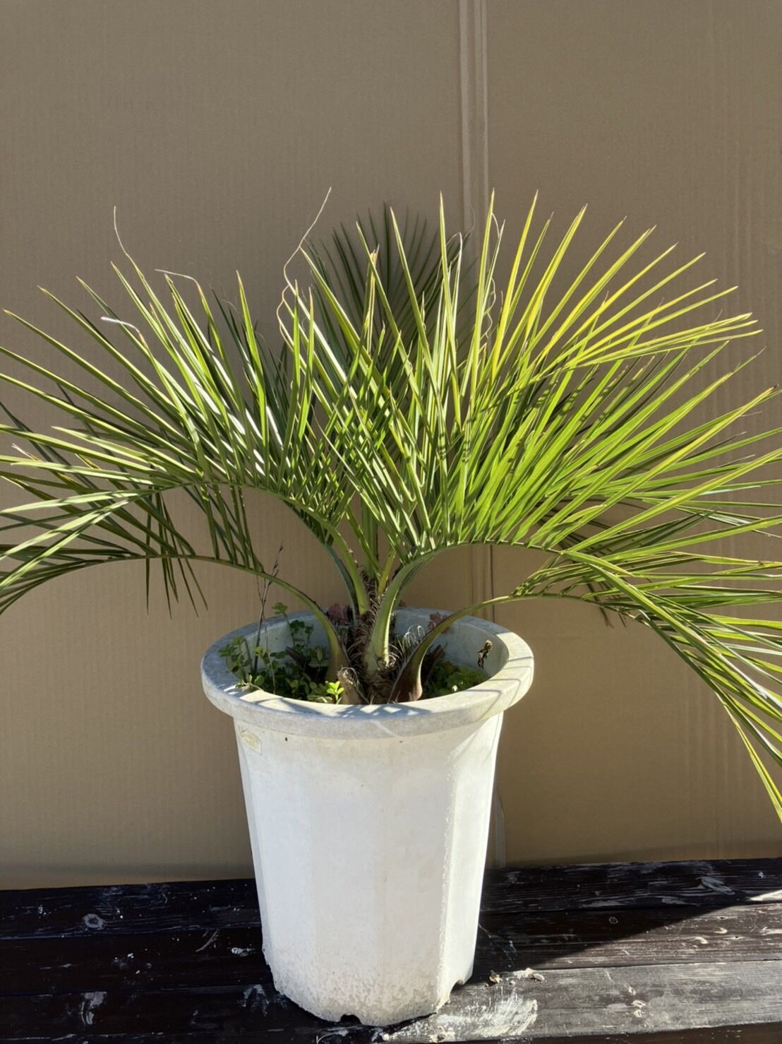 ココスヤシ 約80cm 10号鉢入り | PALM TREE & SEED STORE