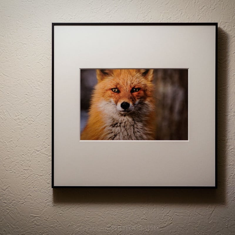 額装写真 】Brother Fox / 六切サイズ・スクエア | yaneco
