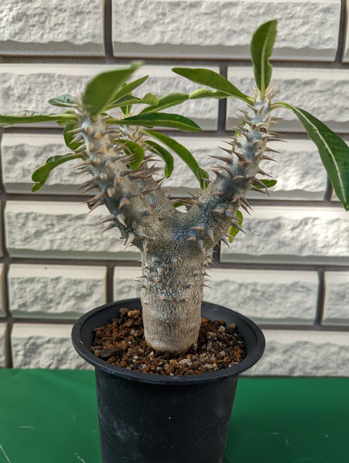 パキポディウム・デンシフローラム 大株 | Plants by THE CORE CAUDEX