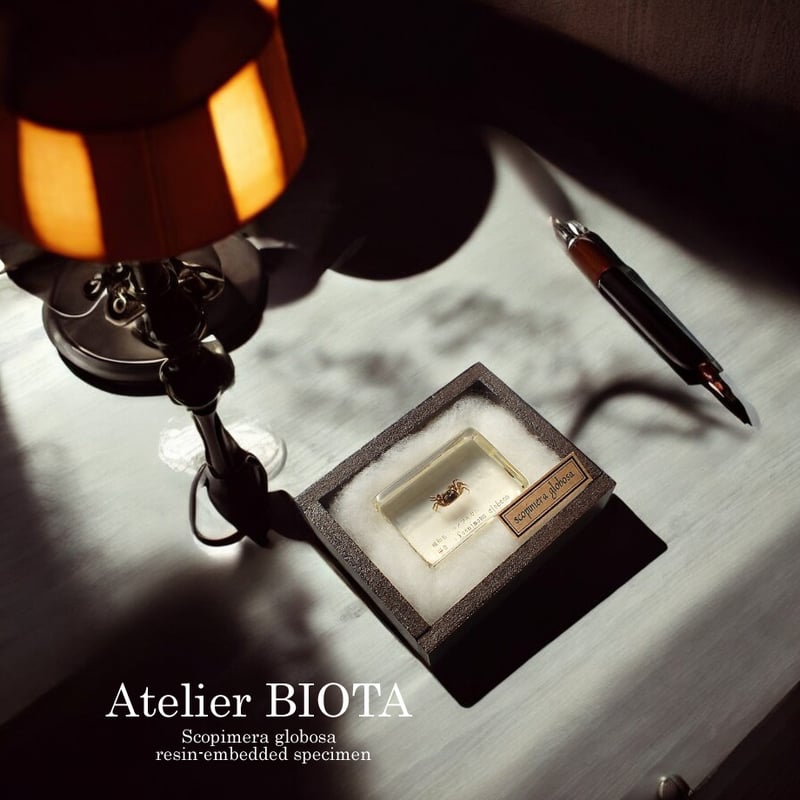 コメツキガニ樹脂封入標本 S (木製標本箱入り) | Atelier BIOTA