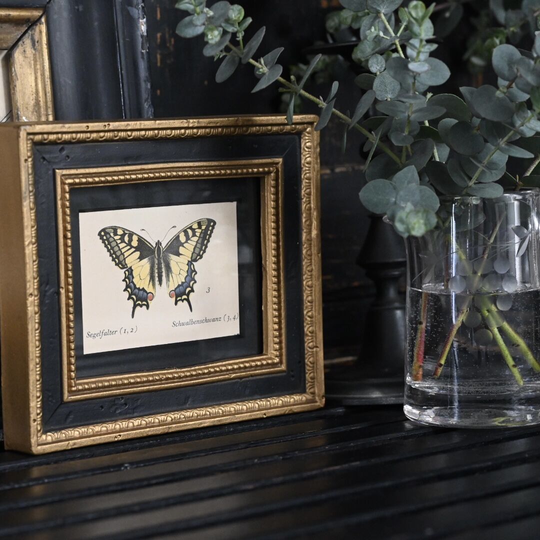 アゲハ蝶（ドイツ洋書／インゼル文庫） | CUATRO CAMINOS