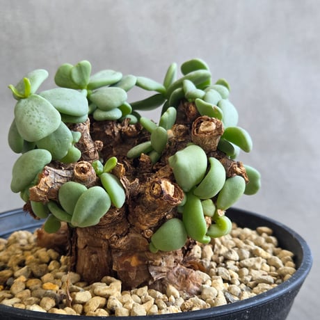 ケラリアピグマエア | STORES