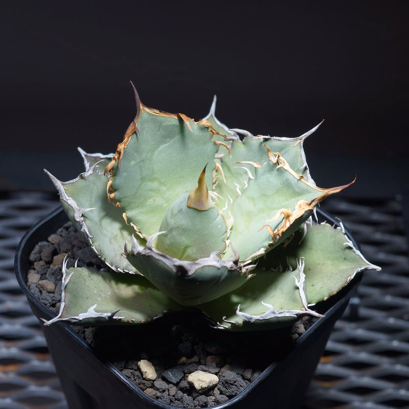 強棘選抜】アガベオテロイFO-76（F-03）インドネシア輸入株 | アガベ