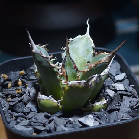 さ*く様 アガベ 黒犀牛錦黄中斑入り抜き苗発送 さ*く様 アガベ 黒犀牛