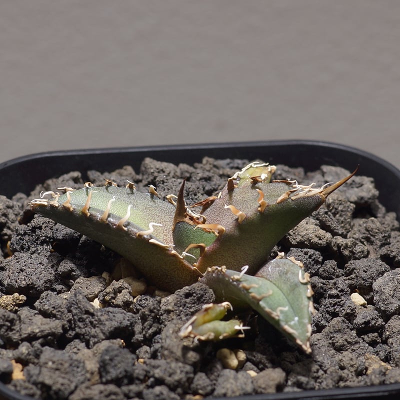 アガベ チタノタ シャークソウイ 子株 SS-09 | アガベ専門店