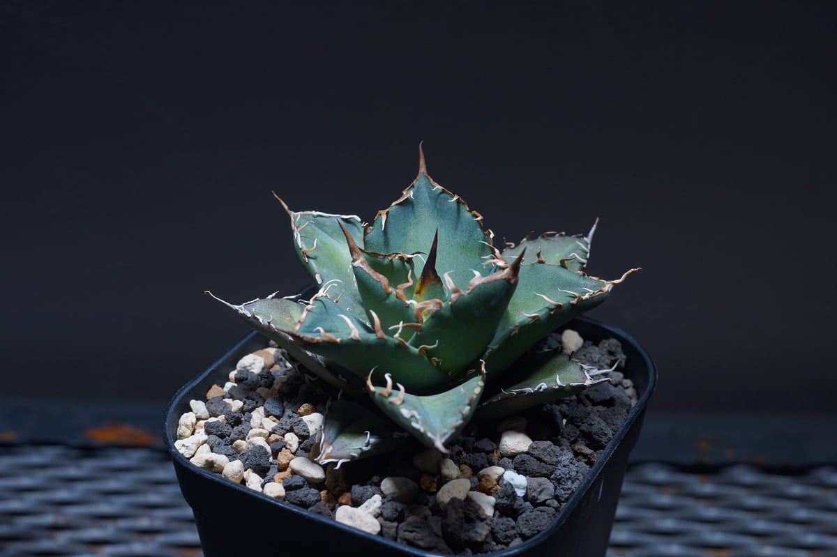 厳選希少株】アガベ シャークソウイ 子株（SS-03）インドネシア輸入株