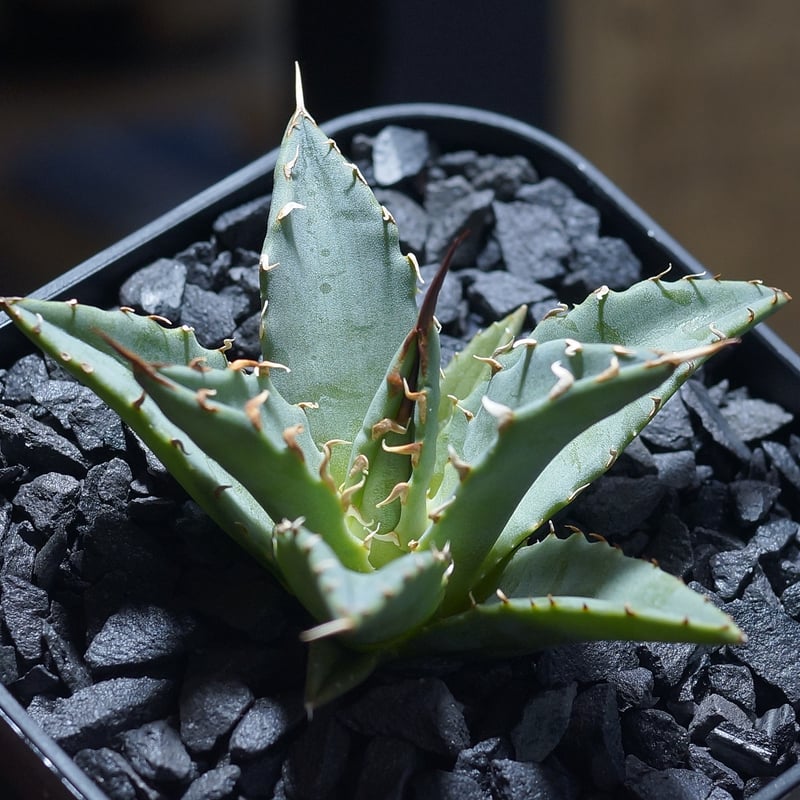 アガベ ハイブリッド 妖炎×姫厳竜/ Y×H-13 | アガベ専門店 モンスター