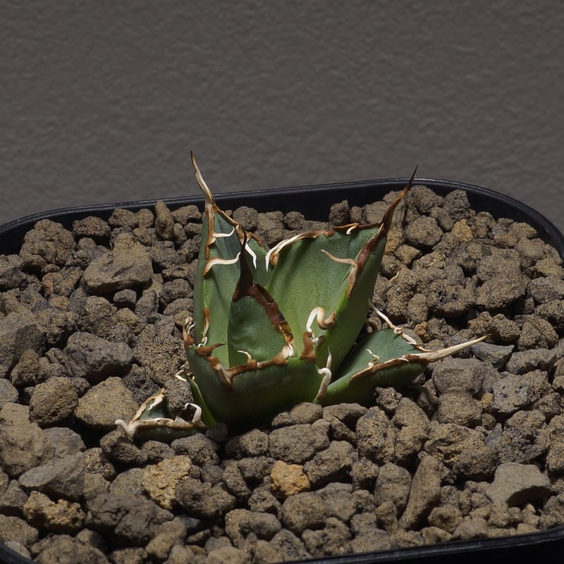 アガベ オアハカ オテロイ/ox-02 | アガベ専門店 モンスターハウス