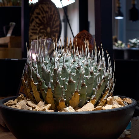 アガベ ユタエンシス エボリスピナ / ES-30 | アガベ専門店 モンスター