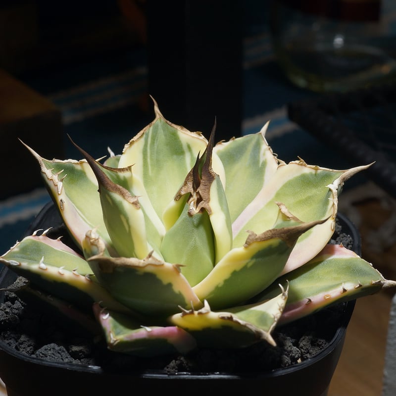 アガベ チタノタ スナグルトゥース 暴牙 /ST-01 | アガベ専門店