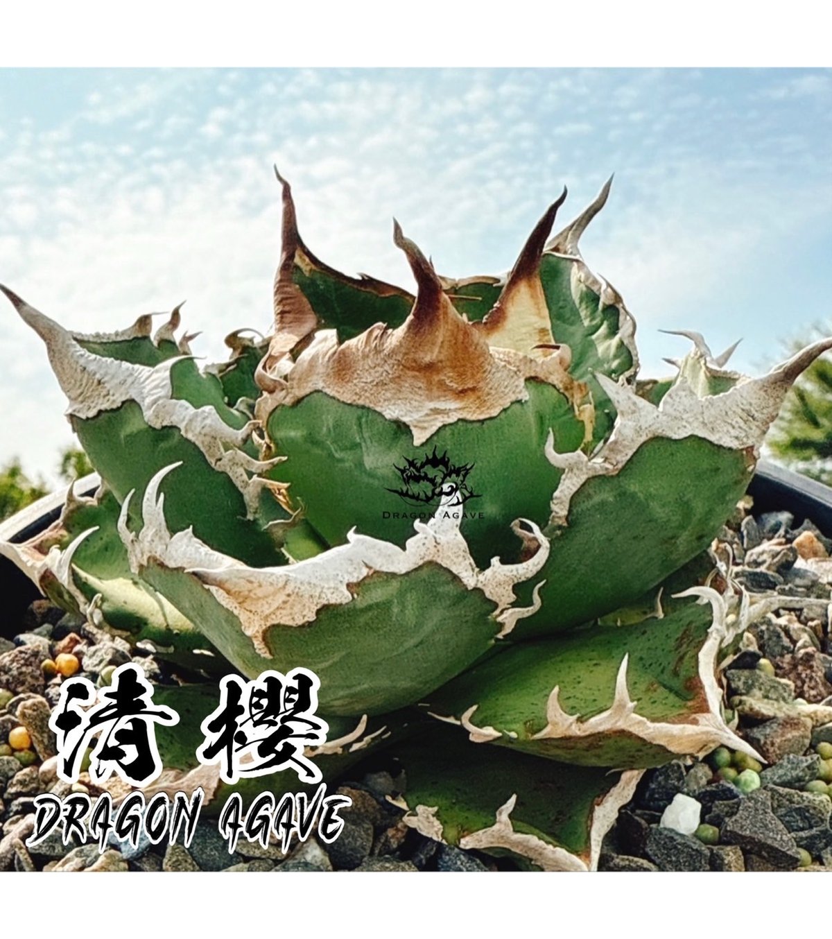 アガベ チタノタ 清櫻/ Dragon Agave産 so-01 | アガベ専門店 モンスタ