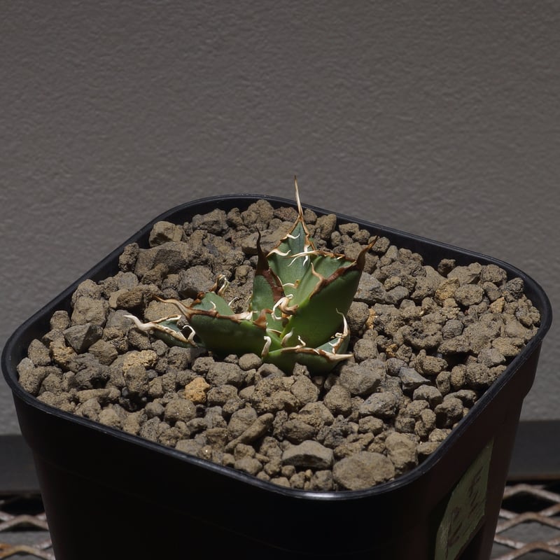 アガベ オアハカ オテロイ/ox-02 | アガベ専門店 モンスターハウス